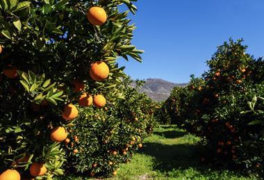 Summer Citrus from South Africa production