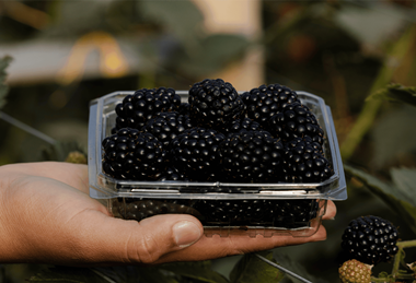 Pairwise Fontana blackberry