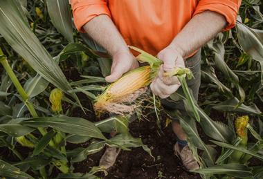 Kalfresh Sweet Corn Paddock