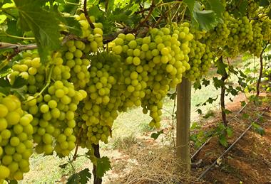 Australian Table Grapes Sun World Sugra 51