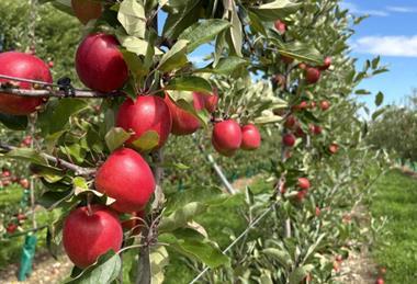 Golden Bay Fruit’s Nelson Sassy a few days before harvest.