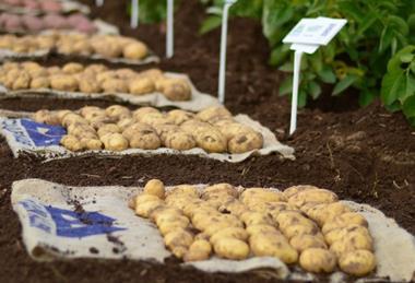 NPIC potatoes