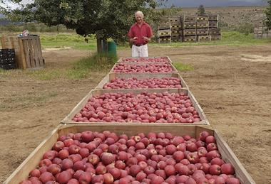 Buks Nel BigBucks Gala apples South Africa