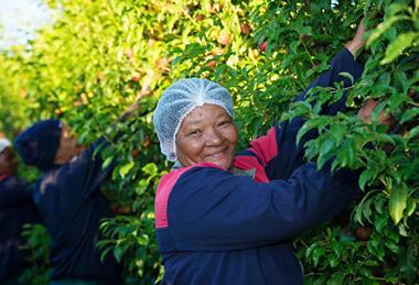 Boschendal Cherry Plums harvesting South Africa stonefruit
