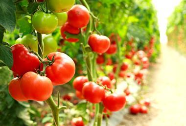 Tomatoes