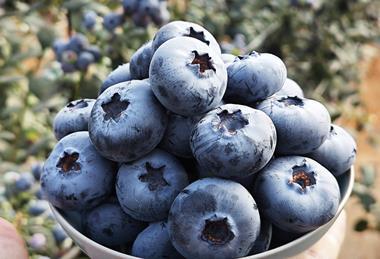 Planasa Blue Maldiva C