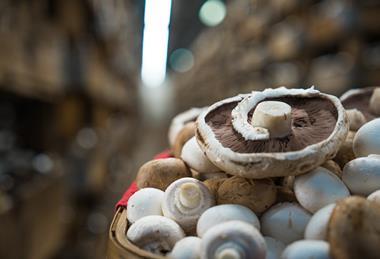 Costa Group mushrooms