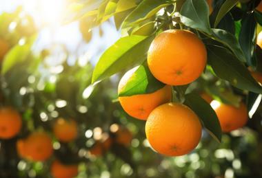 Oranges on tree Adobe Stock