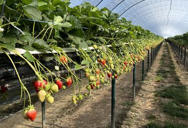 The Summer Berry Company uses GreenView AI for forecasting on 15ha of strawberries
