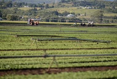 Lettuce production Gatton Queensland Australia