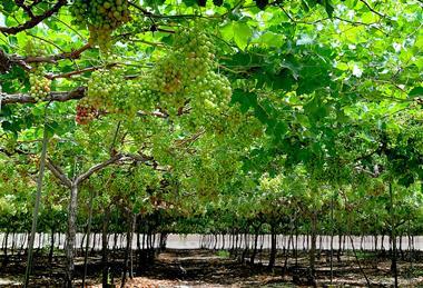 Kölla grapes Italy