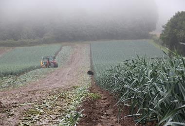 Northern Ireland leeks