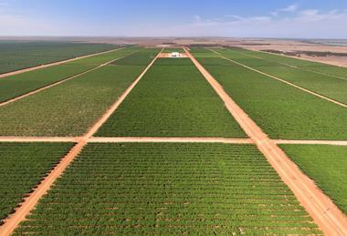 Talia Farms Colliers