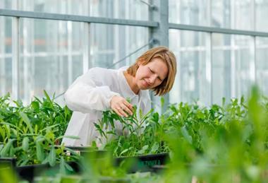 salat blattläuse rijk zwaan