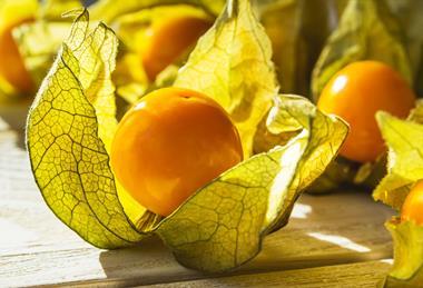 Physalis Adobe Stock