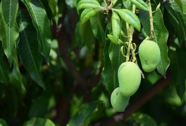 Mango Pakistan orchard production Adobe Stock