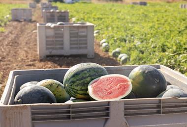 Spanish watermelon harvested in field Adobe Stock