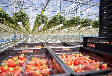 Dyson Farming strawberry glasshouse
