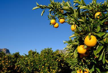 Valencia oranges Cederberg South Africa
