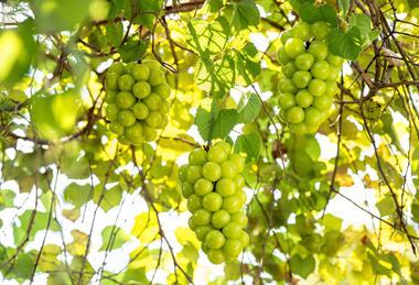 Korean Shine Muscat Grapes