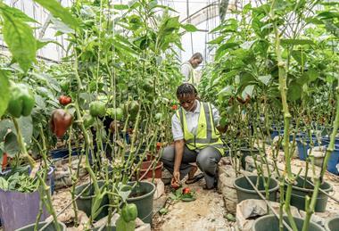 IFAD food insecurity glasshouse production MUST CREDIT IFAD:Yanick Folly