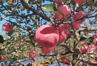 Weather damaged Apples in a Shandong Orchard, China