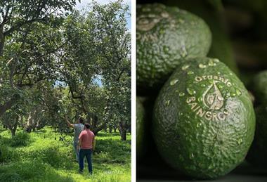 Eosta Organic Raingrown avocados Avova