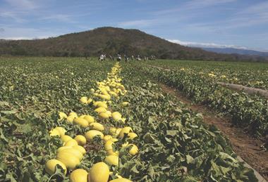 Costa Rica melons