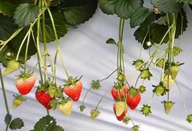 Sakata Seeds strawberries