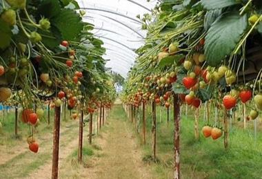 Estavana strawberry Elsoms