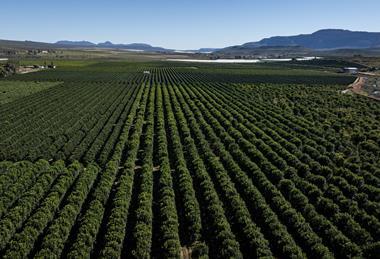 Citrus groves Western Cape South Africa Adobe Stock