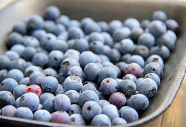 Blueberries in tray