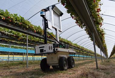 Robots use cameras to assist with a range of jobs on UK berry farms
