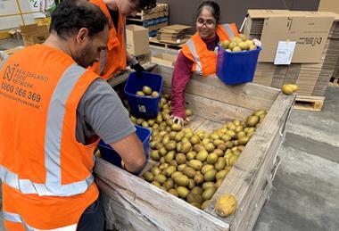 Hilti Volunteers sorting rescued kiwifruit