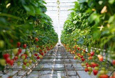 THE SUMMER BERRY COMPANY  311