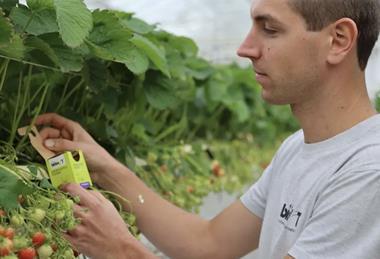 Biobest Aphidoletes-System packaging