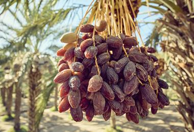 Natural Delights Medjool dates