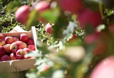 APAL apples