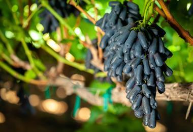 Bloom Fresh Sweet Sapphire