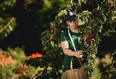 Valle del Jerte cherries