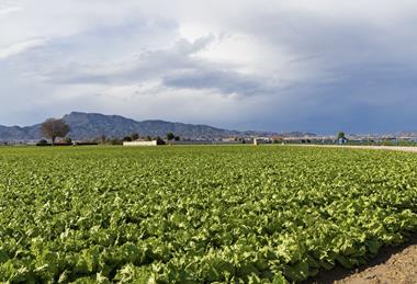 Iceberg lettuce production Murcia Spain Adobe Stock