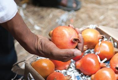 Fruitnet Pomegranate India
