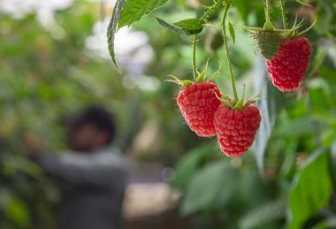 Picture Cuna de Platero