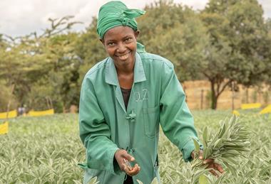 Bloom Growers Kenya harvesting IPD