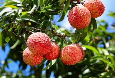 Chinese lychee