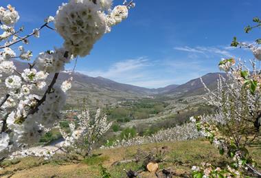 The annual Cherry Blossom Festival celebrates the start of the Picota cherry campaign