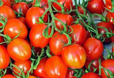 The conference is a key event in the tomato calendar