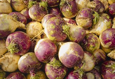 ESG Drysdale is a major swede supplier, among other crops