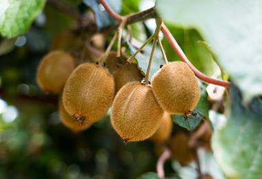 Greek kiwifruit orchard