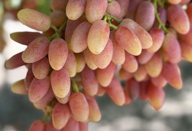Sun World Summer Blush grapes